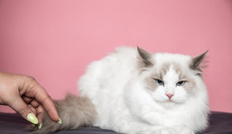 布偶猫也能“穷养”？教你如何不花大钱也能养好高贵的喵主子