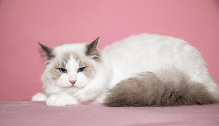 布偶猫也能“穷养”？教你如何不花大钱也能养好高贵的喵主子