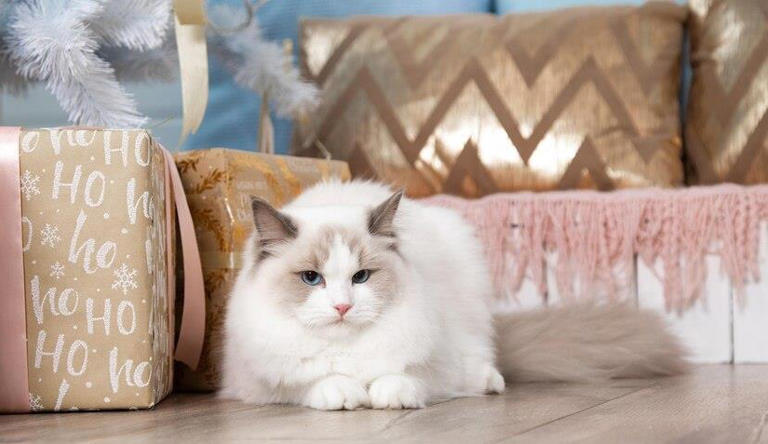 布偶猫也能“穷养”？教你如何不花大钱也能养好高贵的喵主子