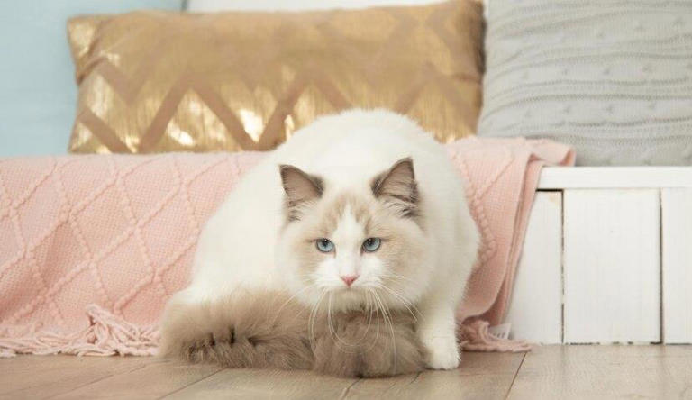 布偶猫也能“穷养”？教你如何不花大钱也能养好高贵的喵主子