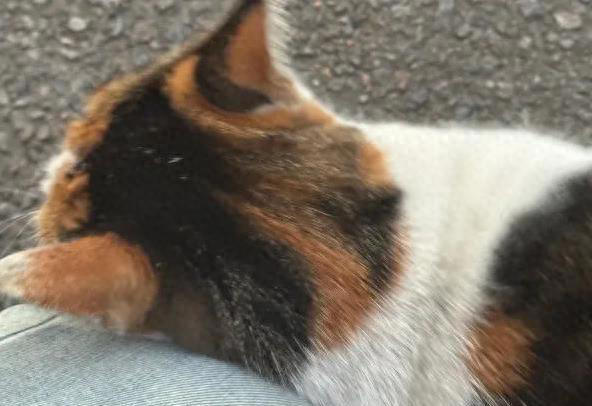 猫咪蹭你几下就跑，真想表达爱，还是另有目的？