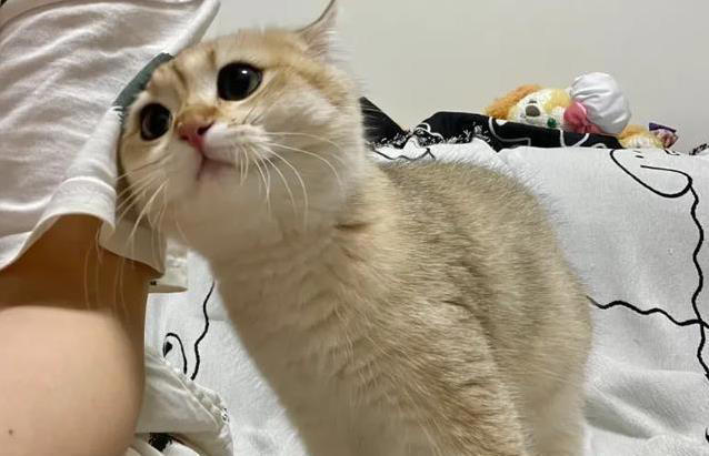 猫咪蹭你几下就跑，真想表达爱，还是另有目的？