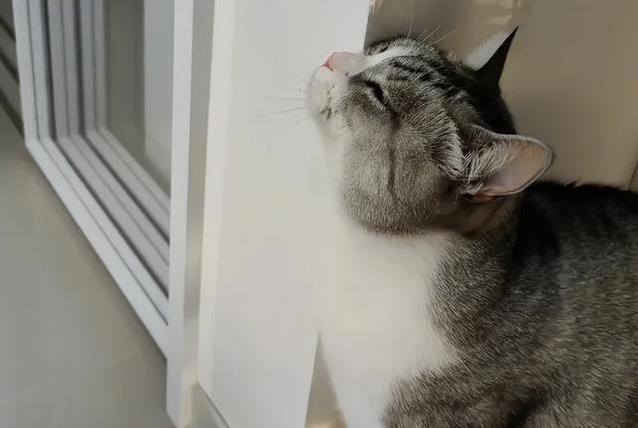 猫咪蹭你几下就跑，真想表达爱，还是另有目的？