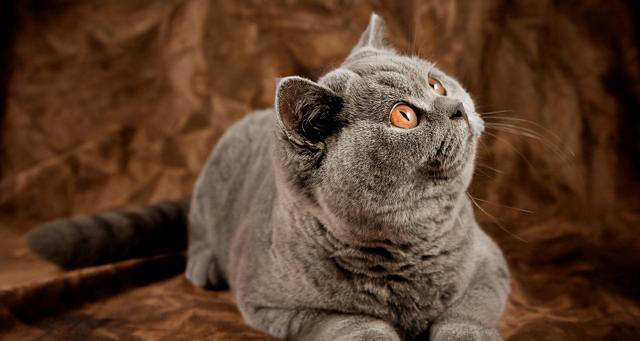 从这4个特征轻松判断猫咪年龄