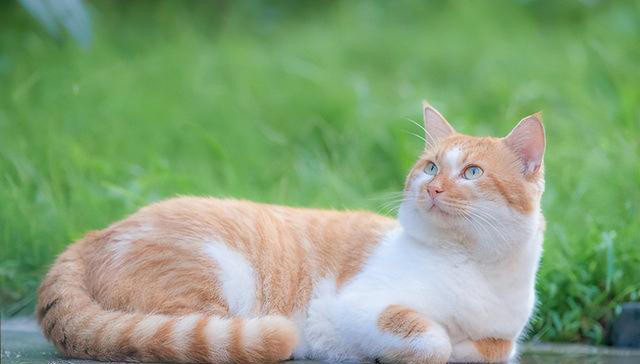 从这4个特征轻松判断猫咪年龄