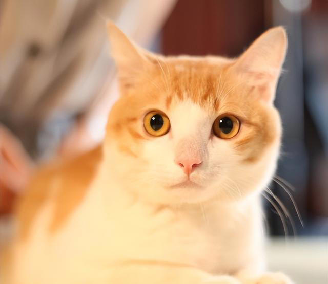 从这4个特征轻松判断猫咪年龄