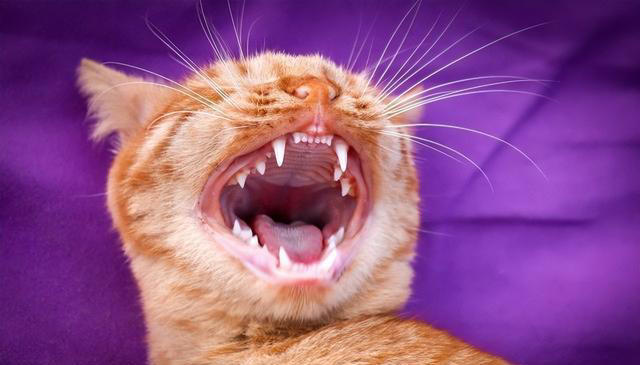 从这4个特征轻松判断猫咪年龄