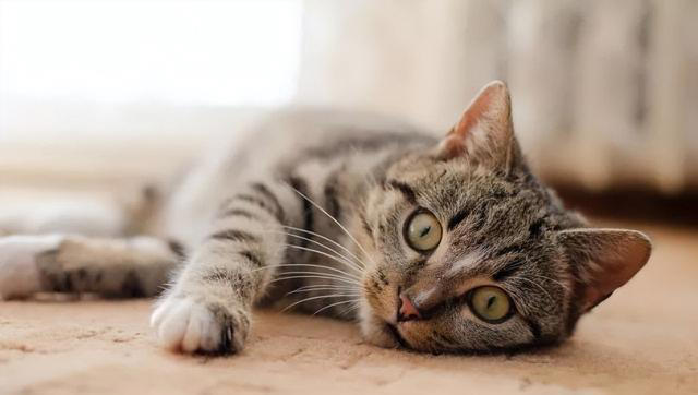 从这4个特征轻松判断猫咪年龄