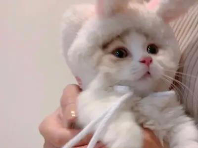 猫是不是要从小养才会跟主人有感情呢？