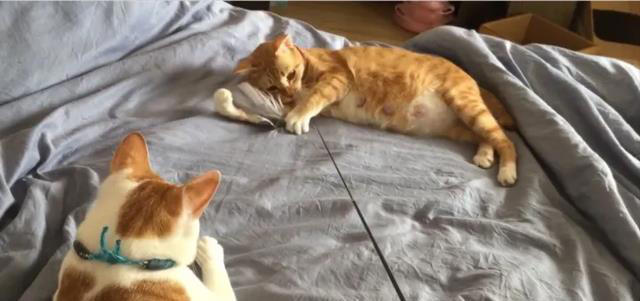 猫是不是要从小养才会跟主人有感情呢？