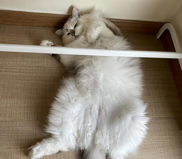 猫咪对你“翻肚皮”，不止是信任你，还有这些含义