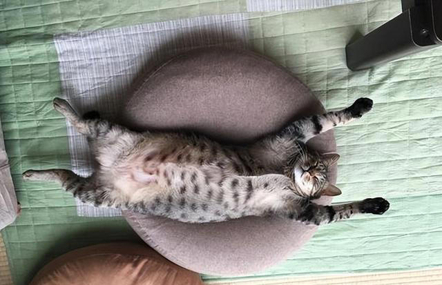 猫咪对你“翻肚皮”，不止是信任你，还有这些含义