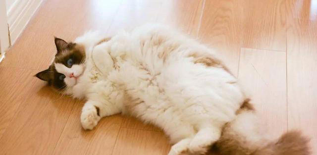 猫咪对你“翻肚皮”，不止是信任你，还有这些含义