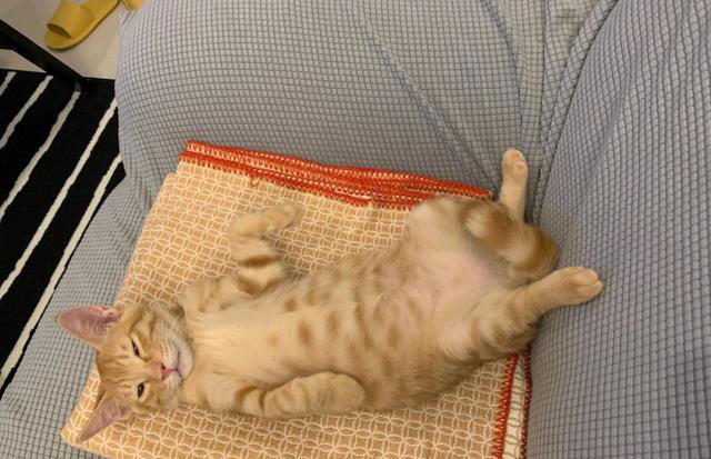 猫咪对你“翻肚皮”，不止是信任你，还有这些含义