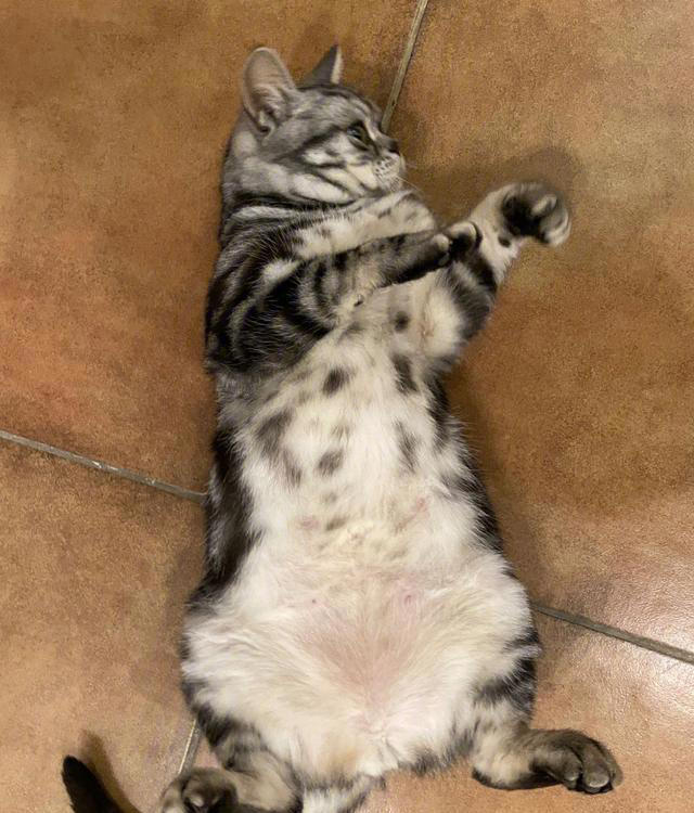 猫咪对你“翻肚皮”，不止是信任你，还有这些含义