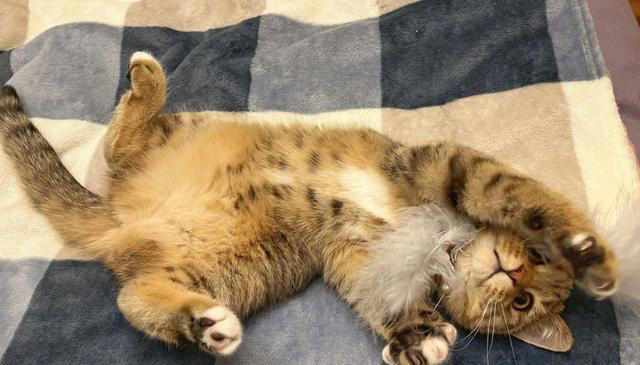 猫咪对你“翻肚皮”，不止是信任你，还有这些含义