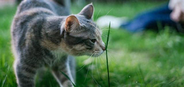 为什么猫咪什么都想碰一碰，是好奇心吗？