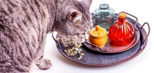 为什么猫咪什么都想碰一碰，是好奇心吗？