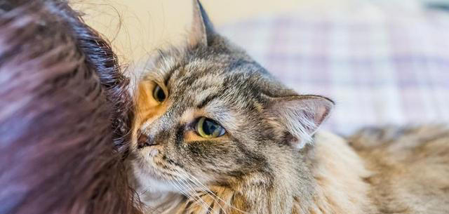 为什么猫咪什么都想碰一碰，是好奇心吗？