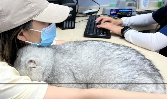 猫咪只让“一个人”抱的真正原因，不是谁喂它跟谁亲，别想错了！