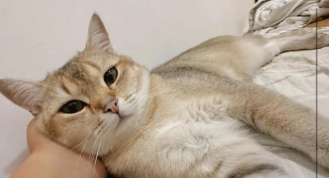 猫咪只让“一个人”抱的真正原因，不是谁喂它跟谁亲，别想错了！