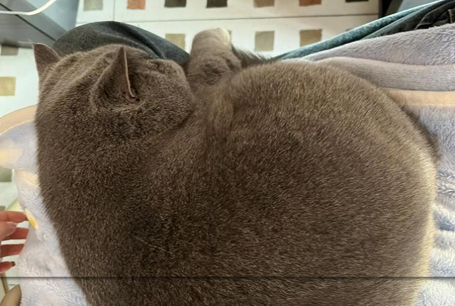 猫咪只让“一个人”抱的真正原因，不是谁喂它跟谁亲，别想错了！