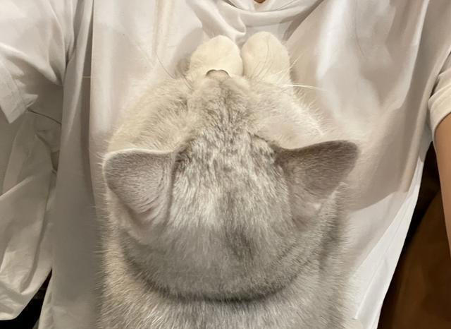 猫咪只让“一个人”抱的真正原因，不是谁喂它跟谁亲，别想错了！