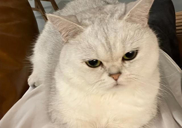 猫咪只让“一个人”抱的真正原因，不是谁喂它跟谁亲，别想错了！