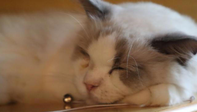 猫咪在半夜总是跑酷，为什么它们在半夜那么精神？