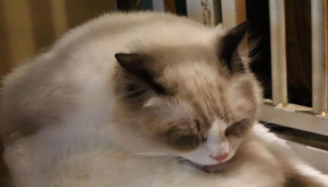 猫咪在半夜总是跑酷，为什么它们在半夜那么精神？