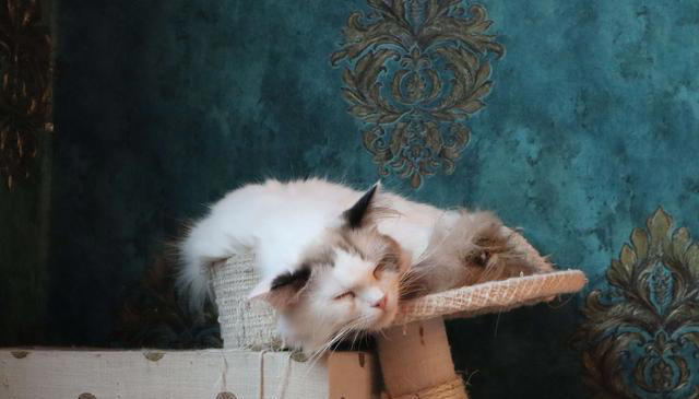 猫咪在半夜总是跑酷，为什么它们在半夜那么精神？