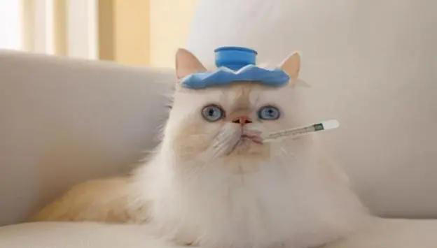 关于猫咪的4条冷知识，养猫多年的你，未必全知道