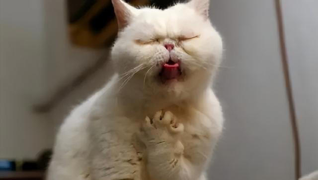 关于猫咪的4条冷知识，养猫多年的你，未必全知道