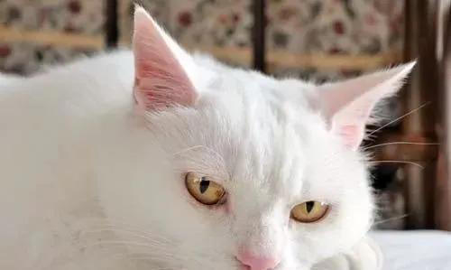 关于猫咪的4条冷知识，养猫多年的你，未必全知道