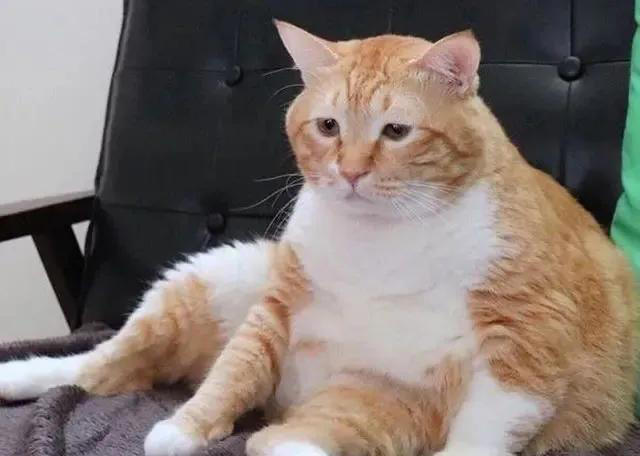 关于猫咪的4条冷知识，养猫多年的你，未必全知道