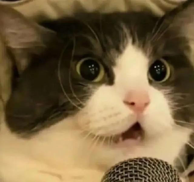 关于猫咪的4条冷知识，养猫多年的你，未必全知道