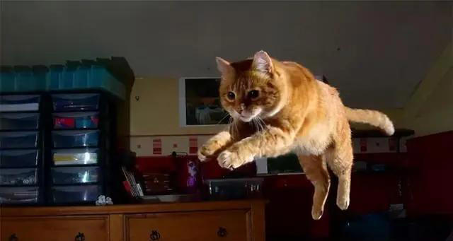 关于猫咪的4条冷知识，养猫多年的你，未必全知道