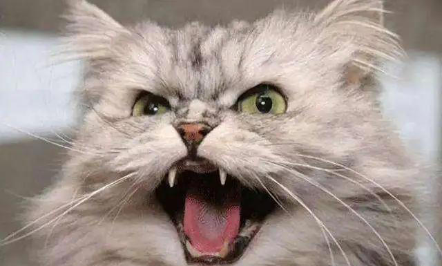 关于猫咪的4条冷知识，养猫多年的你，未必全知道