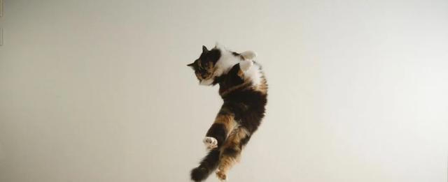 关于猫咪的4条冷知识，养猫多年的你，未必全知道