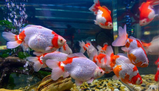 观赏鱼缸养鱼注意事项，新手养鱼的方法和技巧