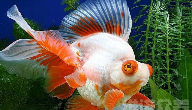 观赏鱼缸养鱼注意事项，新手养鱼的方法和技巧
