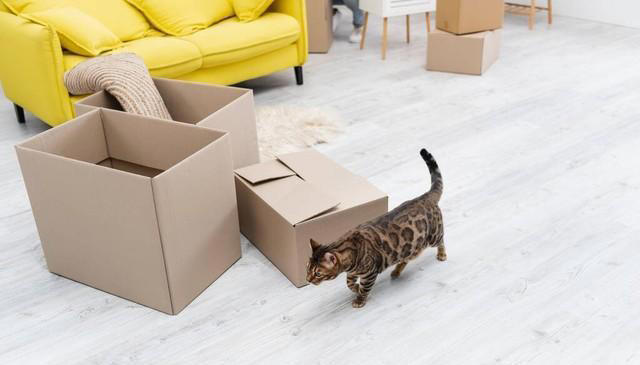 猫咪为何钟爱纸箱？探索纸箱背后的秘密