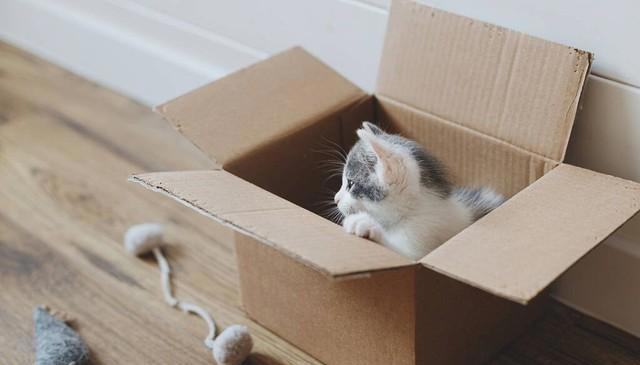 猫咪为何钟爱纸箱？探索纸箱背后的秘密