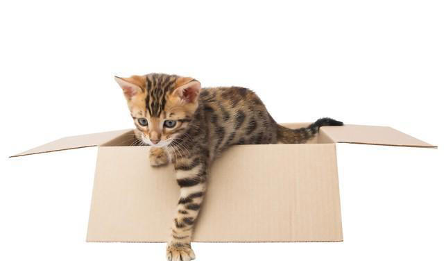 猫咪为何钟爱纸箱？探索纸箱背后的秘密