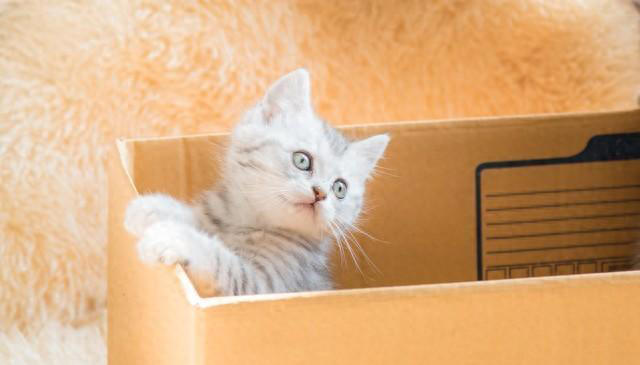 猫咪为何钟爱纸箱？探索纸箱背后的秘密