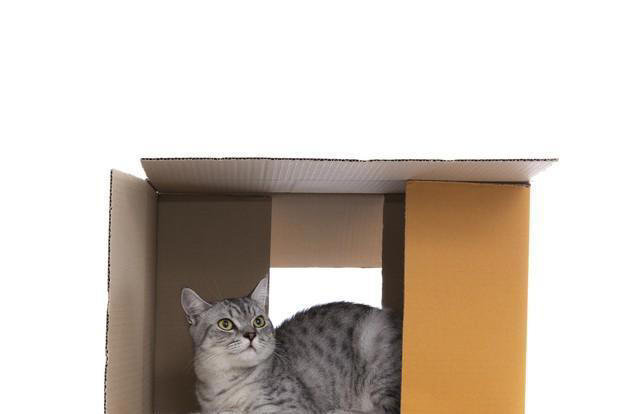 猫咪为何钟爱纸箱？探索纸箱背后的秘密