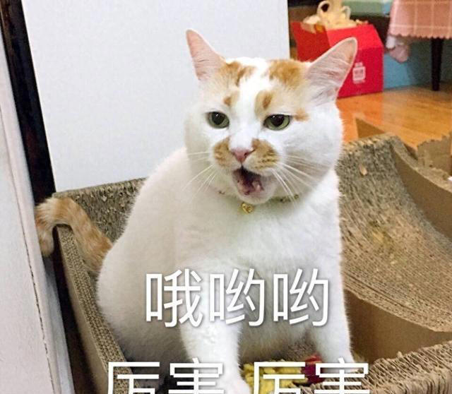 悄悄告诉你，这几种食物，对你家猫来说是“人间美味”