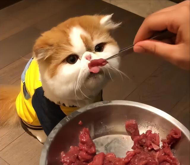 悄悄告诉你，这几种食物，对你家猫来说是“人间美味”