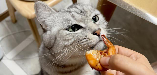 悄悄告诉你，这几种食物，对你家猫来说是“人间美味”