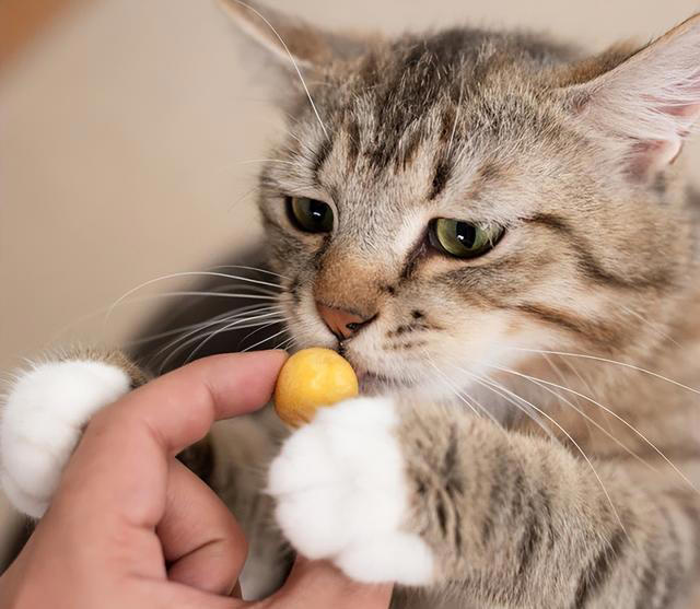 悄悄告诉你，这几种食物，对你家猫来说是“人间美味”